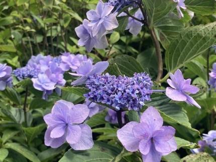 a bunch of purple flowers in a garden at Yumenoian Yuyake Koyake in Himeji