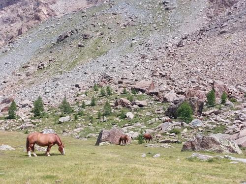 two horses grazing in a field near a mountain at La casetta in Val Masino in Val Masino