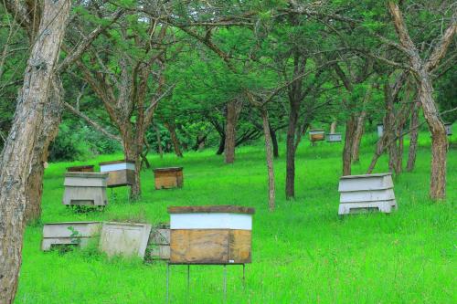 a field of grass with trees and boxes in it at Nampaton Farm in Drummond