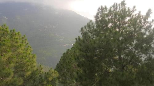 a group of pine trees in a valley at Exotic Stays I Pine Group Of Hotels & Villas Kasauli in Kasauli