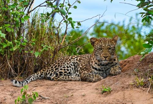 Ảnh trong thư viện ảnh của Tsakane Safari Camp ở Hoedspruit