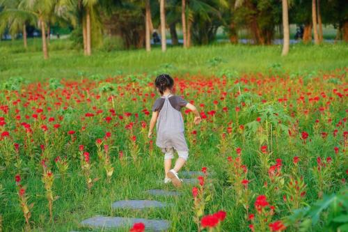 a little girl walking through a field of red flowers at Ecopark Lushy Stay - Vạt Xanh in Kim Quan