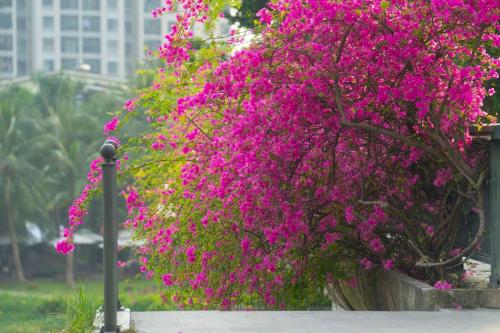 a bunch of pink flowers on a bush at Ecopark Lushy Stay - Vạt Xanh in Kim Quan