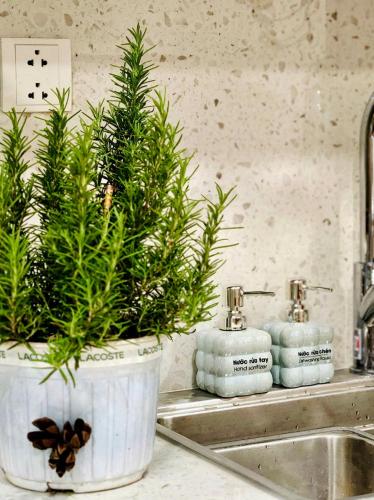 a potted plant sitting on a kitchen counter next to a sink at Ecopark Lushy Stay - Vạt Xanh in Kim Quan