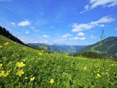 a field of yellow flowers on a green hillside at Chalet in Saalbach near Ski Lift in Saalbach Hinterglemm