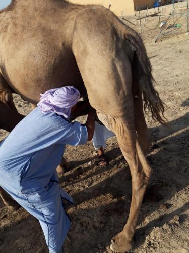a mancmping the rear end of a horse at Cafe Restaurant Moove Oil in Rissani