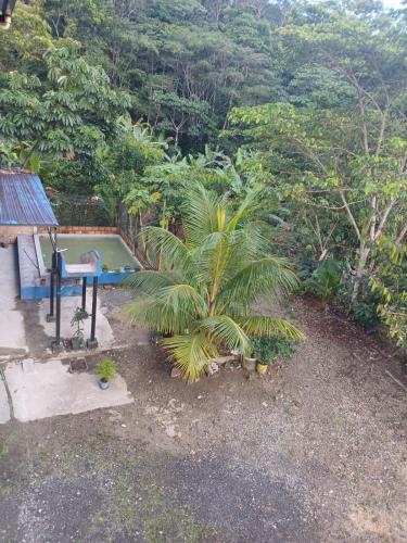 a small pool in a yard with a palm tree at Hotel Tari in Mocoa