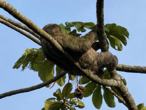 a sloth is sleeping in a tree at Cabaña del Lago in Marsella