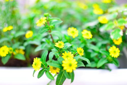 a bunch of yellow flowers in a flower pot at Apart of me Ferienhaus Faaker See in Egg am Faaker See