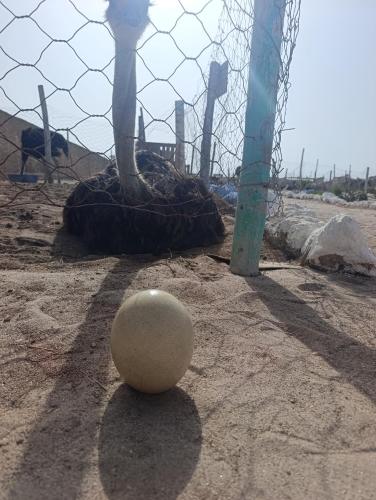 Fotografie z fotogalerie ubytování Dakhla Surf School & Lodge v destinaci Oulad Akkou