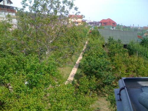 a row of trees in a field of bushes at Pension Garofita in Iaşi