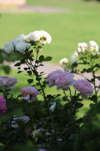 a group of pink and white flowers in a garden at Lauras Apartment in Bauska
