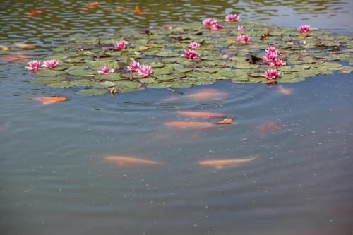 a pond with flowers and fish in the water at Lauras Apartment in Bauska