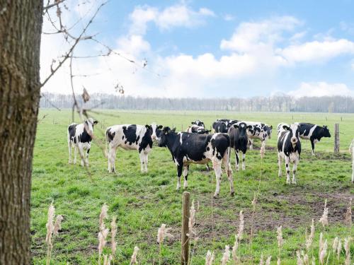 a herd of black and white cows in a field at Peaceful Family Home in Elim in Elim