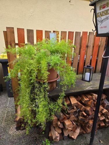 a potted plant sitting on top of a pile of wood at Appartement Purzel in Mauerbach