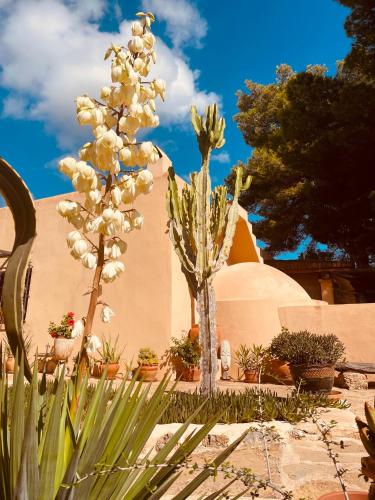 a plant with white flowers in a garden at Finca Toni in Sant Josep