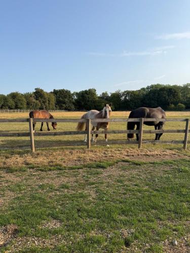 a group of horses in a field behind a fence at The Chiltern way getaway in Ipsden