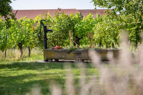 a wheelbarrow in a garden with a bunch of grapes at Gite des cigognes in Kintzheim