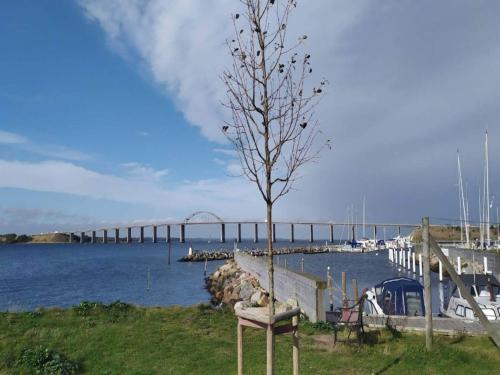 a tree with birds sitting on it next to a marina at 4 person holiday home in Rudkøbing-By Traum in Rudkøbing