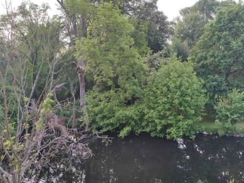 a group of trees and a body of water at 4 person holiday home in Rudkøbing-By Traum in Rudkøbing