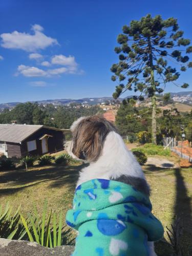 a dog sitting on a rock looking at a house at Chalés Valle do Sol in Campos do Jordão