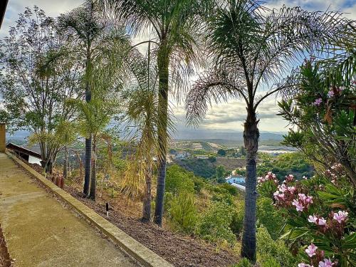 a group of palm trees on the side of a hill at Vintoca Luxury Honeymoon Suite Farm Retreat in Oceanside