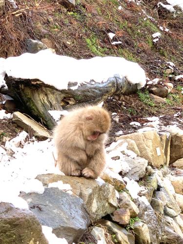 a small monkey sitting on some rocks in the snow at Thistle Lodge in Myoko