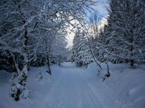 a snow covered path through a forest with snow covered trees at Luxuriöser Wellnessaufenthalt in Elend in Elend