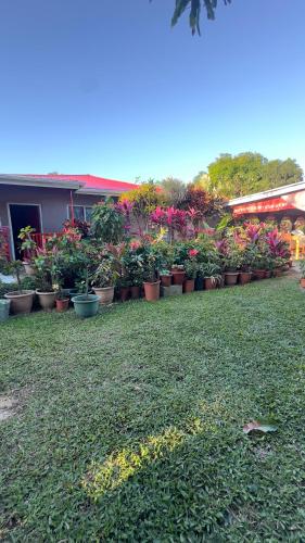 a row of potted plants in front of a building at SweetBOSS Guesthouse in Ha‘alalo