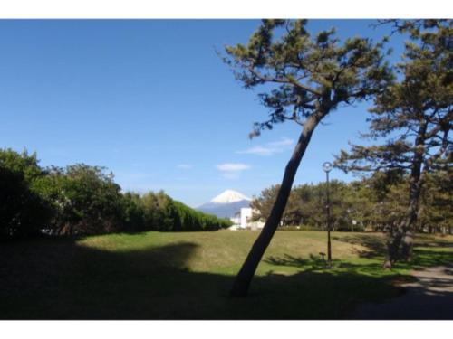 a tree in a field with a mountain in the background at Minato Oasis Numazu / Vacation STAY 40706 in Numazu