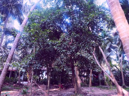 a group of palm trees in front of a house at Samant Beach Resort in Malvan