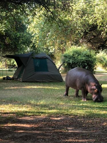 a pig standing in the grass next to a tent at Breezes River Lodge in Chirundu