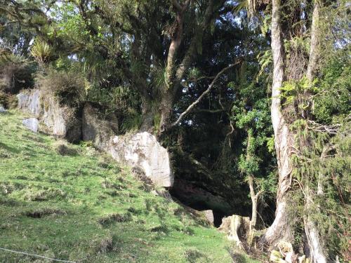 a tree on a hill with grass and trees at Lacey's Lookout in Waitomo Caves