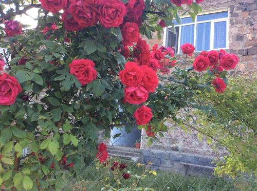 a bunch of red roses hanging from a building at Bed and Breakfast John and Lena in Tatʼev