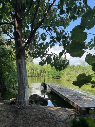 a wooden dock on a lake with a tree at Casa Berbec2 in Dealul Viei
