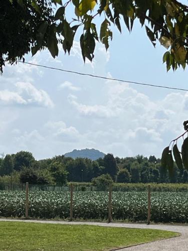 a field of crops with mountains in the background at Locazione Turistica Le Selve in Saccolongo
