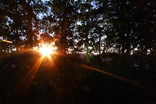 the sun shining through the trees in a field at Hotel Protea Bolesławiec in Bolesławiec