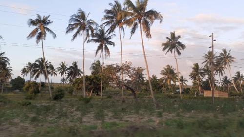 a group of palm trees in a field at Stunning sea view, charming beach house in Barra, Mozambique - 4x4 in Miramar
