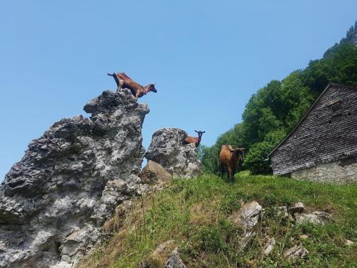 a group of cows standing on top of a mountain at Ferien Im Gugger Wohnung Stockberg in Nesslau