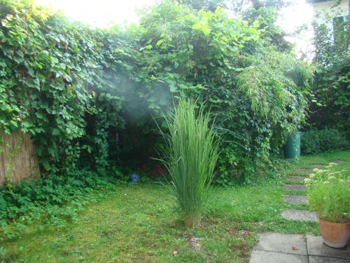 a tall grass plant in the middle of a yard at Wohlfühloase in Steckborn