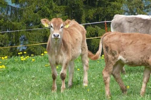 two brown cows standing in a field of grass at Hof Quadra in Flerden