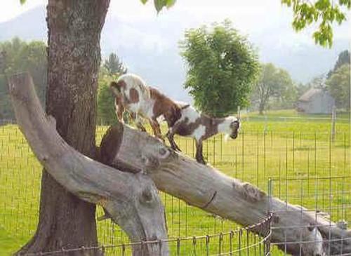 a cow standing on top of a tree branch at Bauernhof Ufem Berg in Herisau