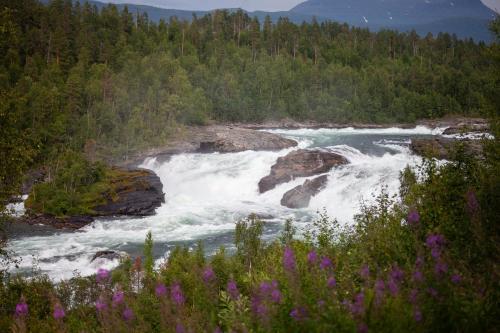 a river with rapids and flowers in the foreground at Målselvfossen Feriesenter in Bardufoss