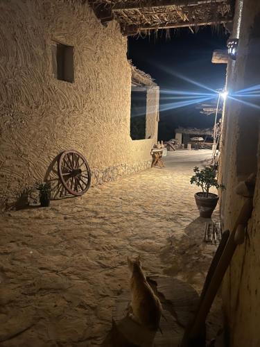 a dog sitting in front of a building at night at Eeri Siwa Oasis in siwa oasis