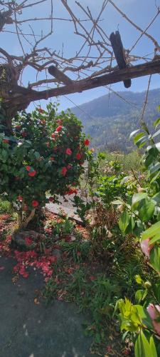 Imagine din galeria proprietății Einzelzimmer mit Gemeinschaftsbad -und Küchenbenutzung în Purasca