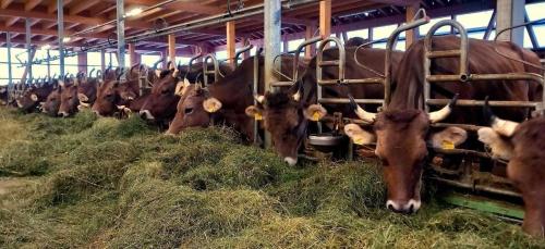 アパートメントの敷地内または近くにいる動物