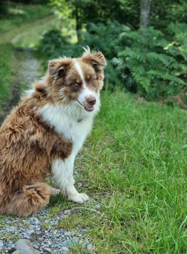 a brown and white dog sitting in the grass at Bio Hof Brudersrüti in Schwarzenberg