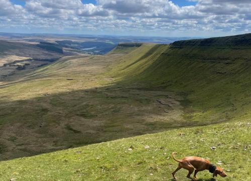 a dog standing on top of a grassy hill at Pass the Keys Y Bwythn Welsh Countryside Retreat UK Getaway in Carmarthen