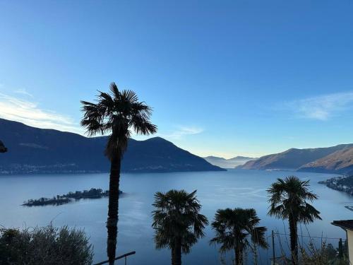 a group of palm trees in front of a lake at Casa Leula in Ronco s/Ascona - Porto Ronco
