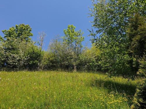 a field of tall grass with trees and bushes at Chalet Traumfleck in Necker